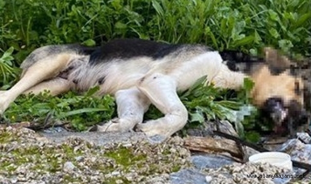 Alanya’da köpekleri zehirleyip öldürdüler