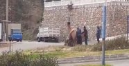 Alanya’da develer sokak ortasında çiftleştirildi