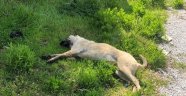 Alanya’da pati isimli köpek zehirlenerek öldürüldü!
