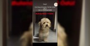 Alanya'da büyük ödül! Bu köpeği buluna 10 bin TL
