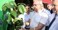 Antalya Üretimin Yüzde 81'ni Karşılıyor