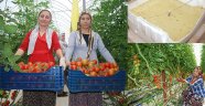 DOMATESİN KABUSU GERİ DÖNDÜ