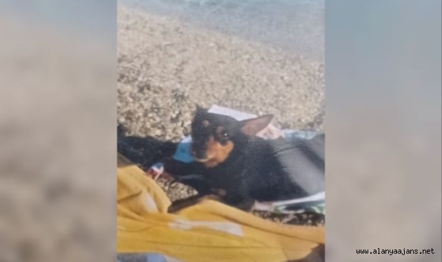 Alanya'da kaybolan Şila bulundu