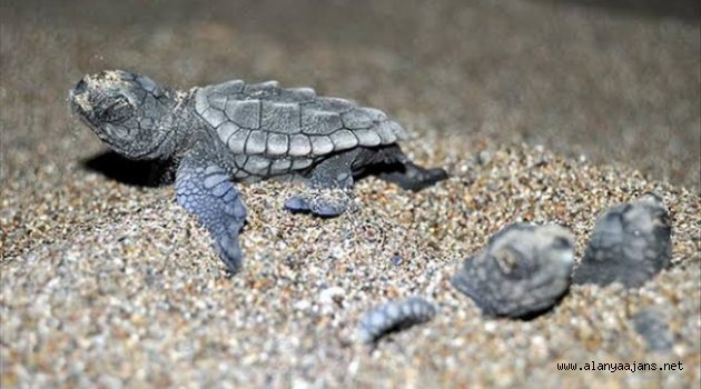 Alanyalı öğrencilerden caretta carettalar için proje