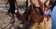Alanya’da caretta carettanın yardımına vatandaşlar yetişti