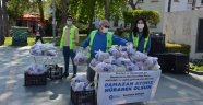 Alanya’da elmalar Büyükşehir’den
