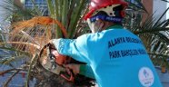 Alanya'da ağaçlara bakım yapıldı