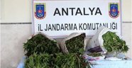 Alanya'da jandarmayı şaşkına çeviren baskın